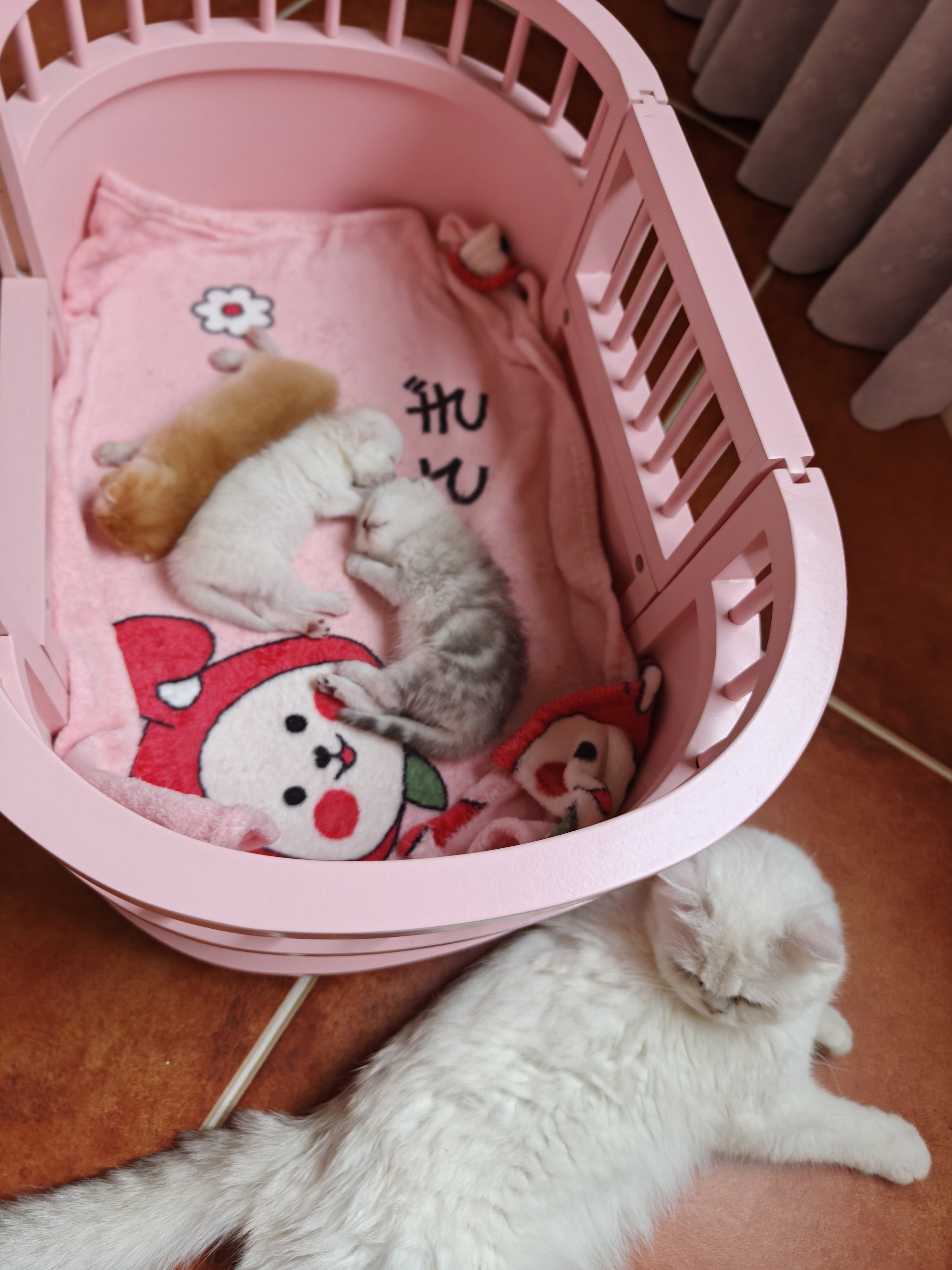自己家猫生的金渐层蓝金都有喜欢可以上门看